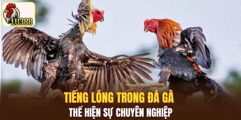 Tiếng lóng trong đá gà thể hiện sự chuyên nghiệp