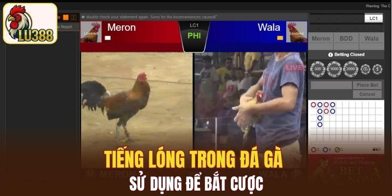 Tiếng lóng trong đá gà rất quan trọng để bắt cược