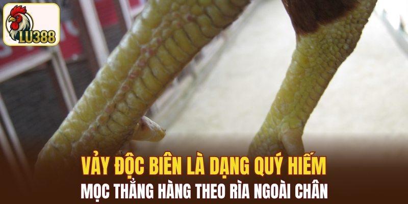 Vảy độc biên mọc thẳng hàng theo rìa ngoài chân