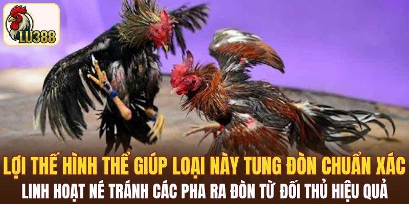 Lợi thế hình thể giúp loại này tung đòn chuẩn xác