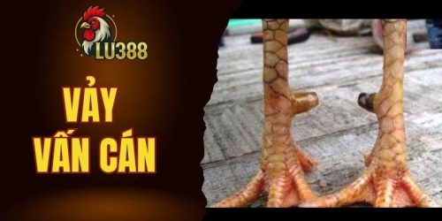vảy vấn cán