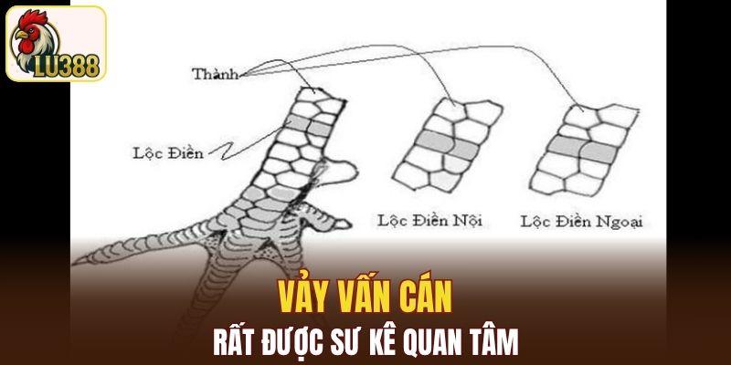 Vảy Vấn cán rất được sư kê quan tâm