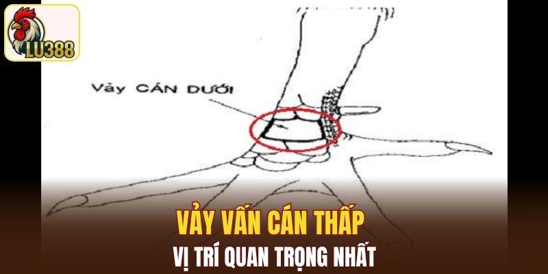 Vảy Vấn cán thấp là vị trí quan trọng nhất