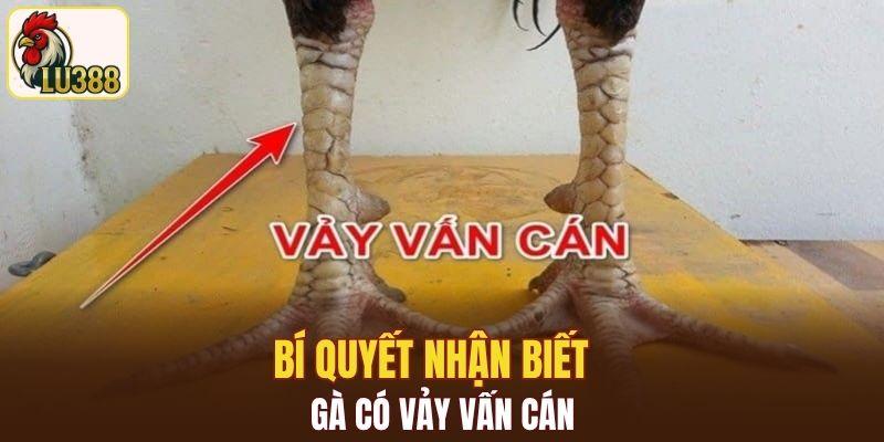 Bí quyết nhận ra gà có vảy Vấn cán