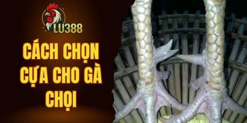 cách chọn cựa cho gà chọi hiệu quả
