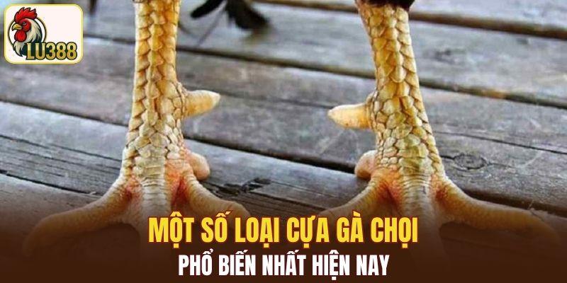 Một số loại cựa gà chọi phổ biến nhất hiện nay