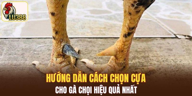 Hướng dẫn cách chọn cựa cho gà chọi hiệu quả nhất