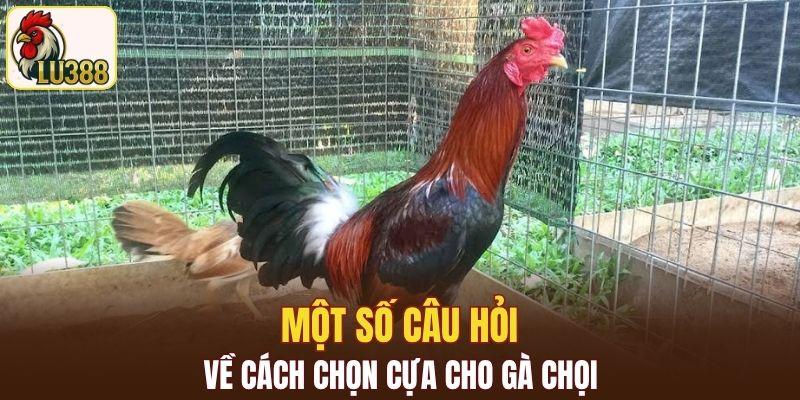 Một số câu hỏi về cách chọn cựa cho gà chọi