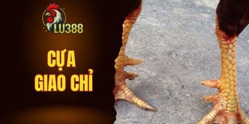 Cựa Giao Chỉ