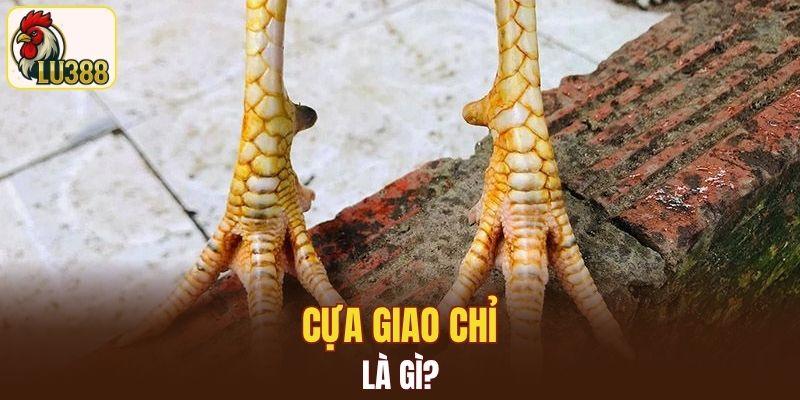 Cựa Giao Chỉ là gì?