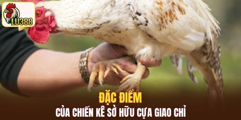 Đặc điểm của chiến kê sở hữu cựa giao chỉ