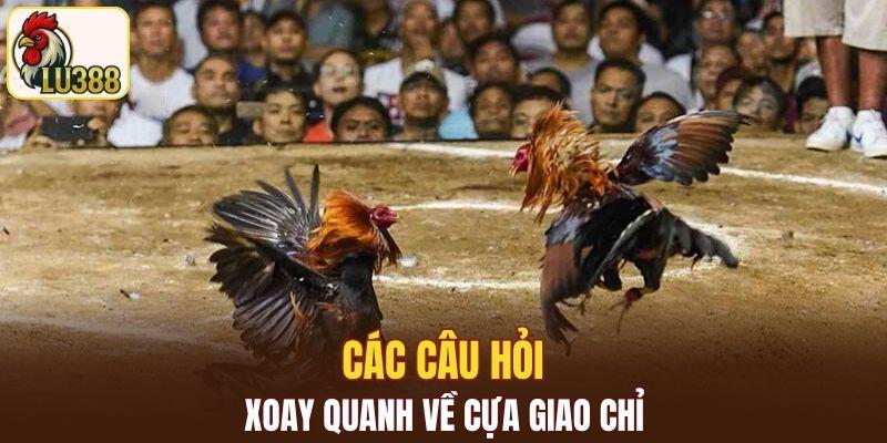 Các câu hỏi xoay quanh về cựa giao chỉ